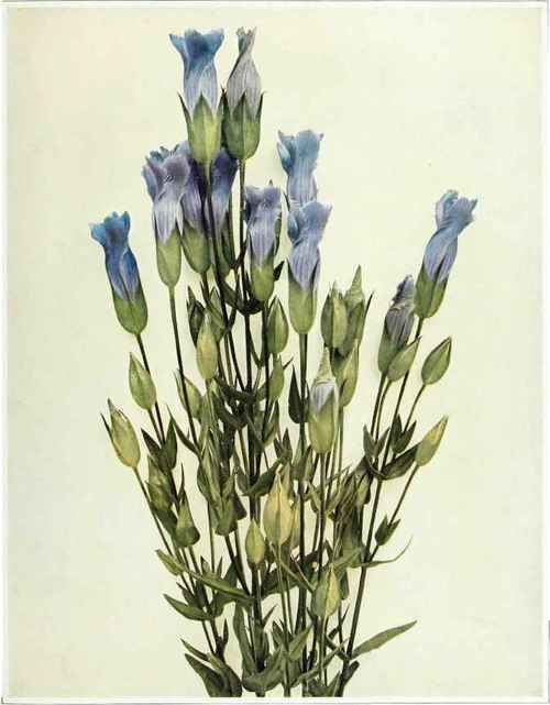 Fringed Gentian   Gentiana crinita