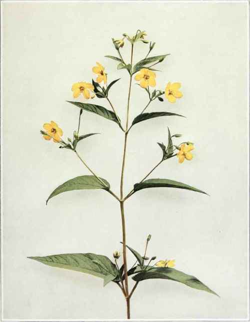 Fringed Loosestrife   Steironema ciliatum