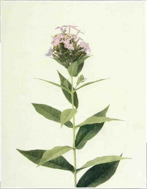 Garden Phlox   Phlox paniculata