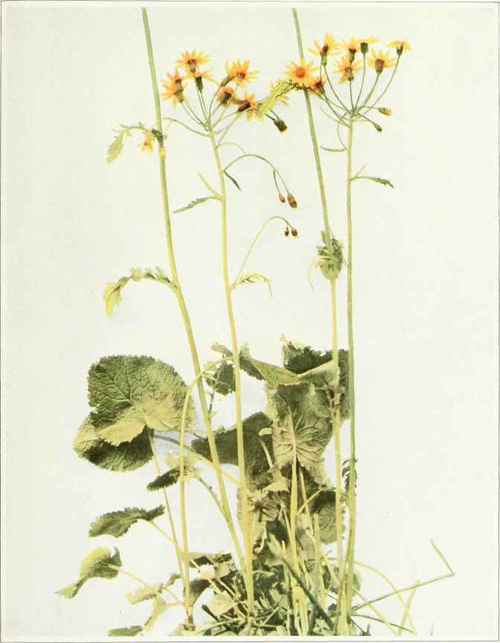Golden Ragwort; Swamp Squawweed   Senecio aureus
