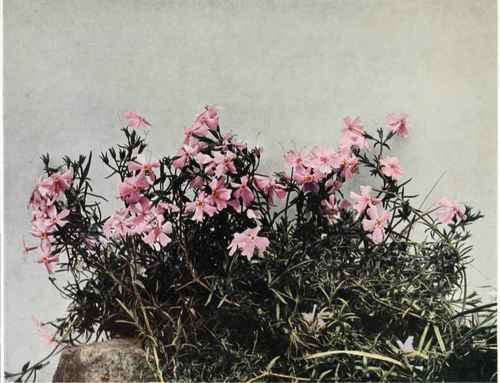 Ground Or Moss Pink   Phlox subulata