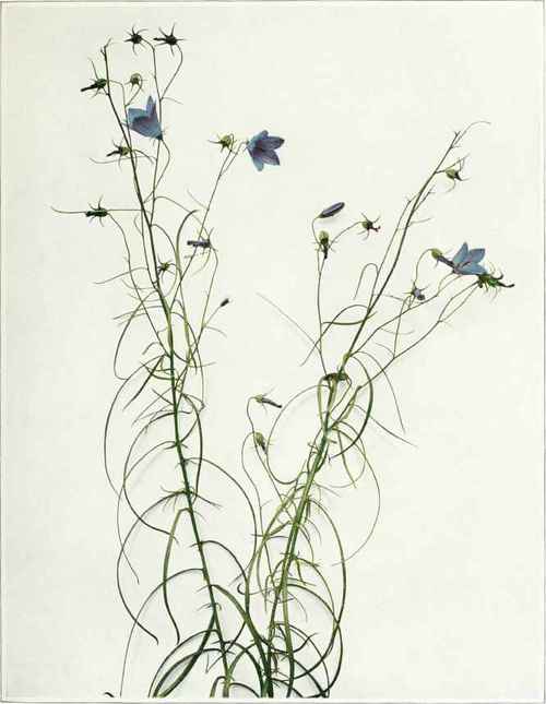Harebell; Bluebells Of Scotland   Campanula rotundifolia