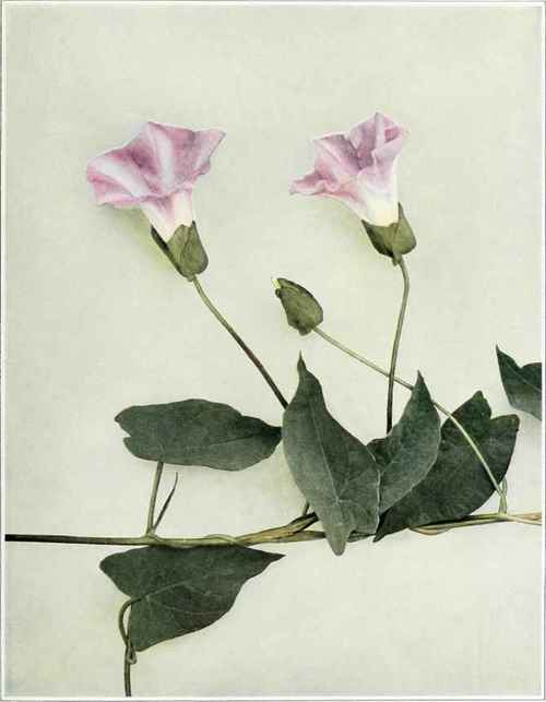 Hedge Or Great Bindweed   Convolvulus sepium