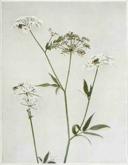 Hemlock Water Parsnip   Slum cicutaefolium