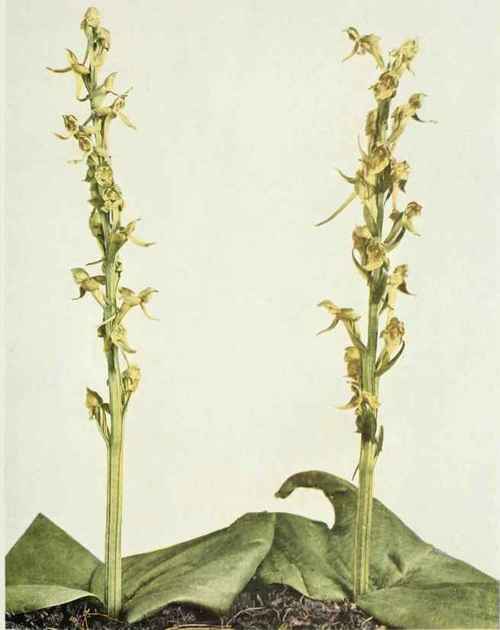 Hooker s Orchis Lysias Hookeriana A Gray Rydberg P 10089
