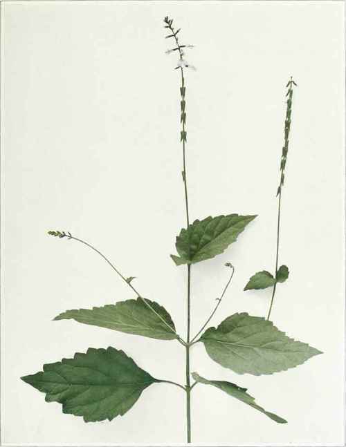 Lopseed   Phryma leptostachya