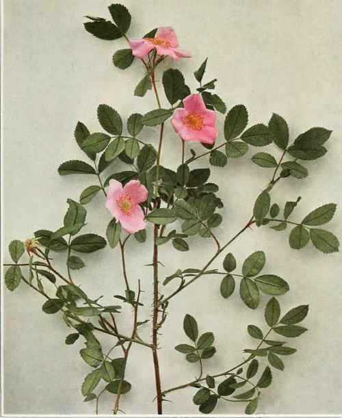 Low Or Pasture Rose