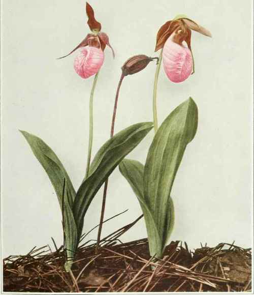 Moccasin Flower; Stemless Lady S Slipper