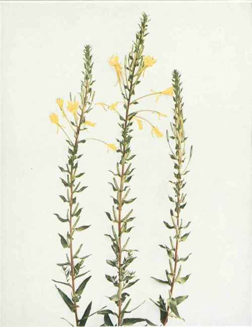 Northern Evening Primrose Oenothera muricula