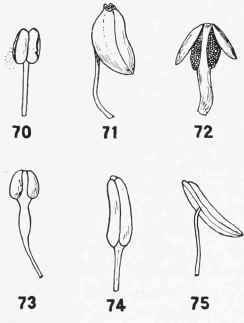 Pollination 10031