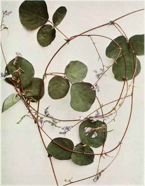 Prostrate Tick Trefoil