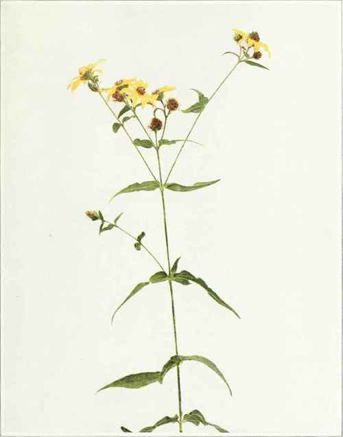Rough Or Woodland Sunflower   Helianthus divaricatus