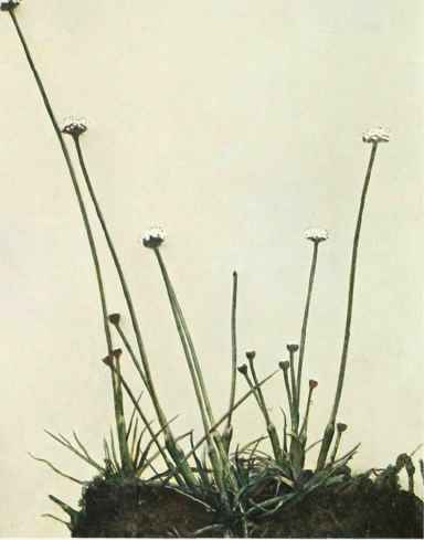 Seven Angled Pipewort