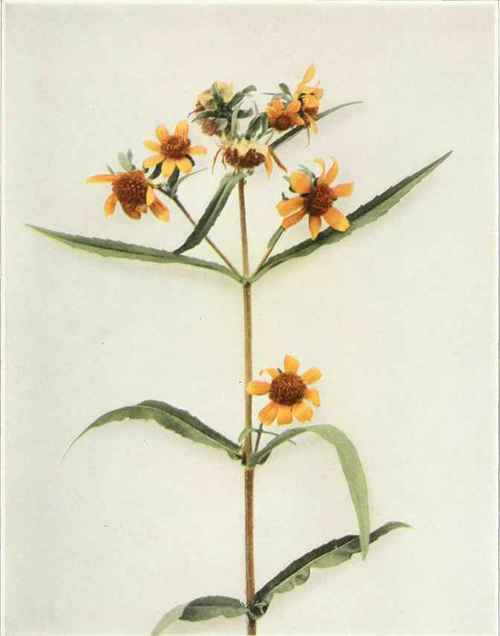 Small Or Nodding Bur Marigold   Bideas cernua