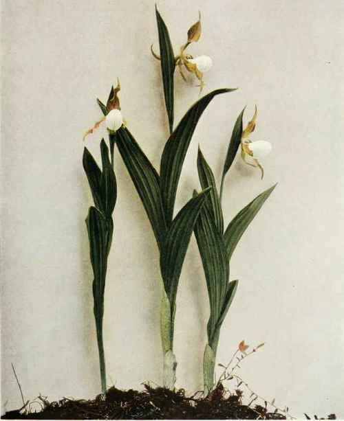 Small White Lady S Slipper