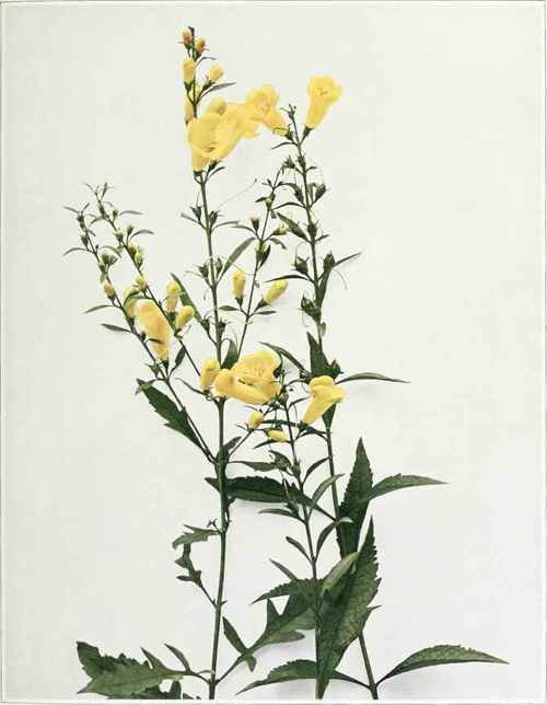 Smooth False Foxglove   Aureolaria glauca