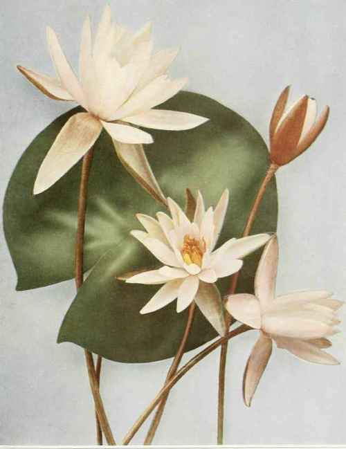 Sweet Scented White Water Lily