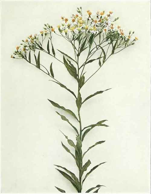 Tall Flat Top White Aster   Doellingeria umbellata