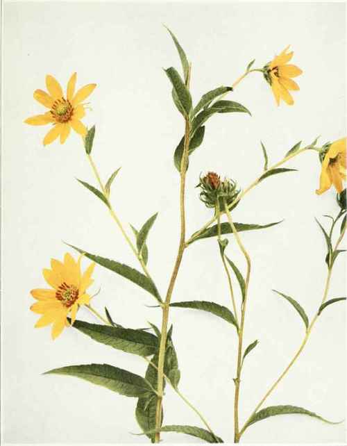 Tall, Giant Or Wild Sunflower   Helianthus giganteus