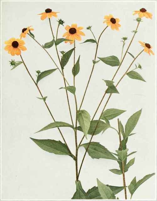 Thin Leaved Coneflower   Rudbeckia triloba