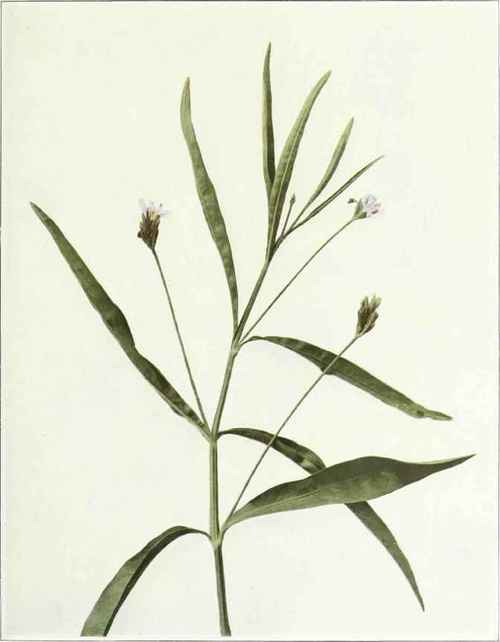 Water Willow Dianthera americana