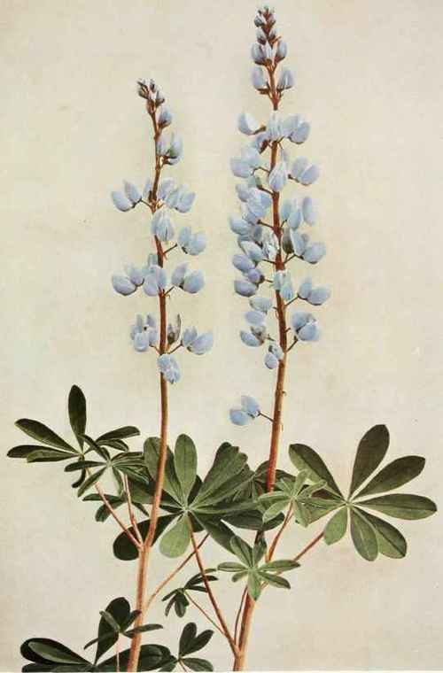 Wild Or Perennial Lupine