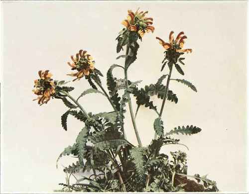 Wood Or Head Betony; Lousewort   Pedicularis canadensis