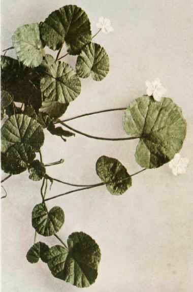  b. dalibarda; dew drop or false violet Dalibarda repens