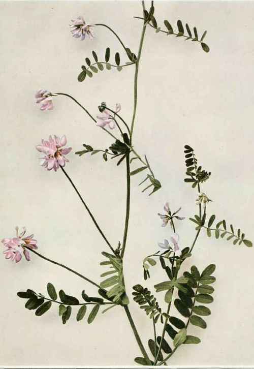  coronilla; axwort: axseed Coronilla varia