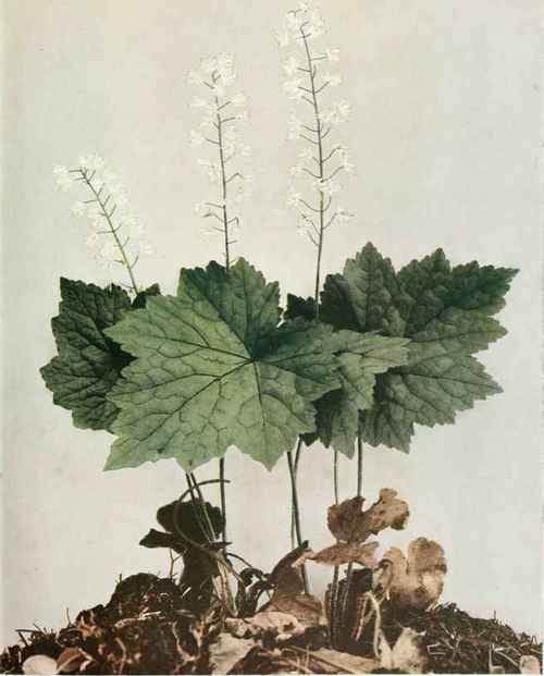 foamflower; false miterwort Tiarella cordifolia