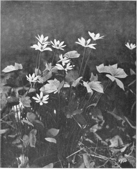 igure XVIII Twin leaf (Jeffersonia diphylla (Linnaeus) Persoon)