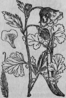102. Water Avens.