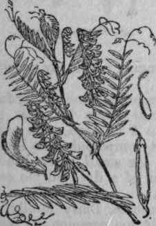 143. Tufted Vetch.