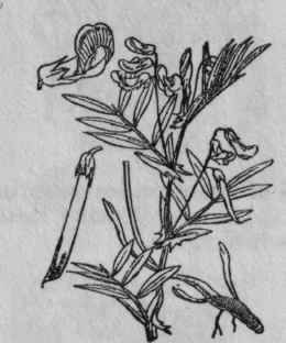 145. Tuberous Vetchling.