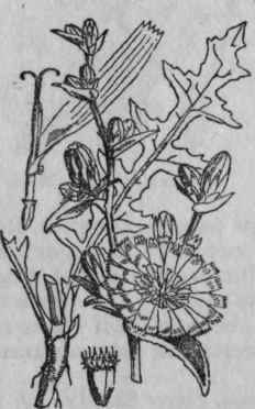 168. Chicory, Succory.