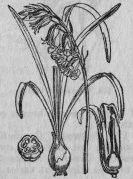 177. Wood Hyacinth, English Bluebell.