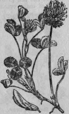 24. Dutch Clover.