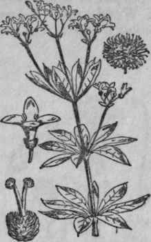 29. Woodruff.