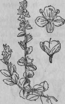 30. Thyme leaved Speedwell.