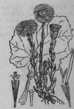 54. Coltsfoot.