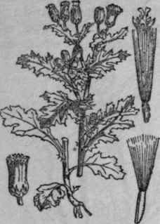 55. Groundsel.