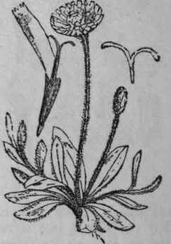 59. Mouse ear Hawkweed.