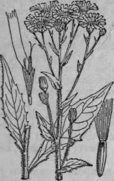 60. Hawkweed.