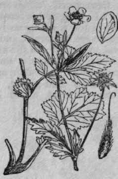 77. Wood Avens.