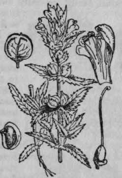 85. Yellow Rattle.