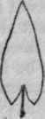 Arrow shaped leaf.