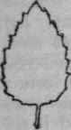 Ovate leaf with toothed margins.