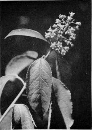 Bittersweet (Waxwork).