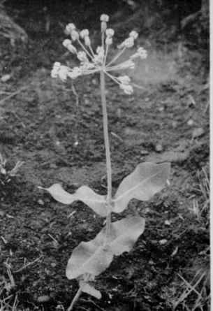 Blunt Leaved Milkweed.