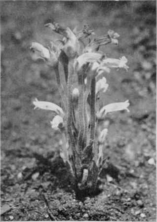 Broomrape.
